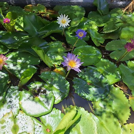 Homestay Dat Phu 투이호아 외부 사진